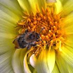 pszczoła na kwiacie