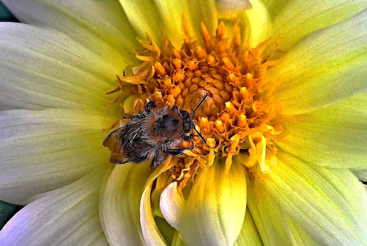 pszczoła na kwiacie